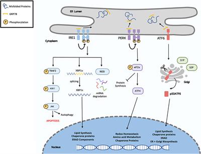 Recent Advances on Drug Development and Emerging Therapeutic Agents Through Targeting Cellular Homeostasis for Ageing and Cardiovascular Disease